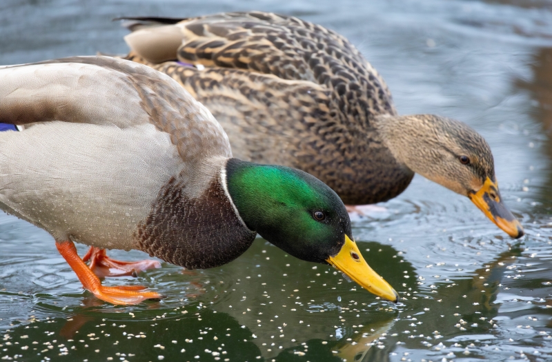 eenden vinden voldoende voedsel in de natuur