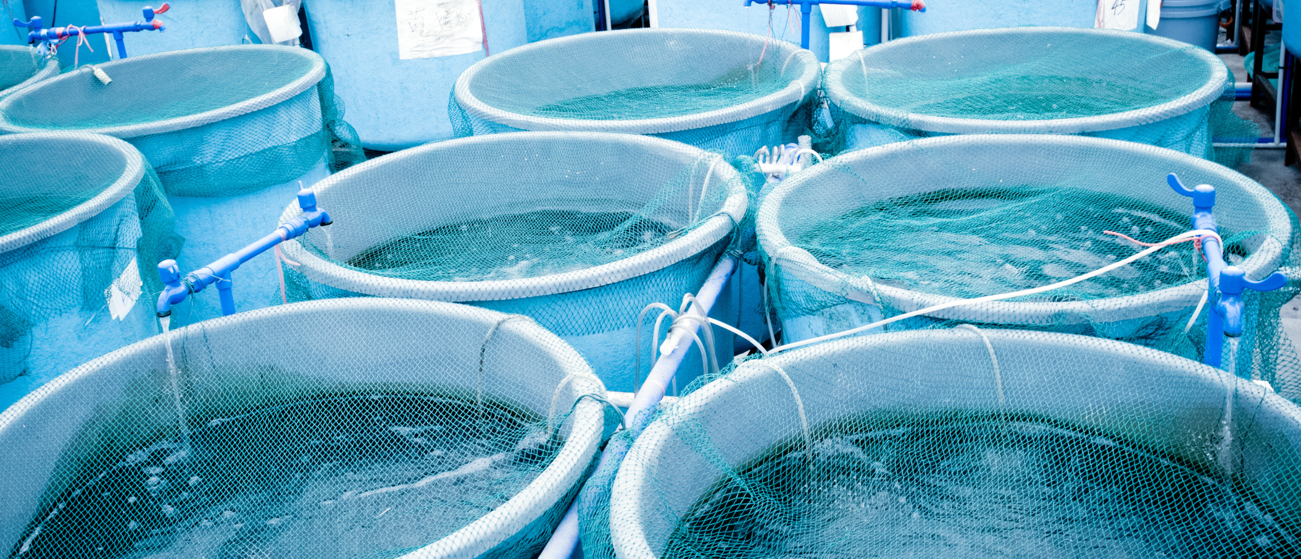 Illustration showing the basic principles and nutrient cycle of Biofloc Technology in aquaculture.