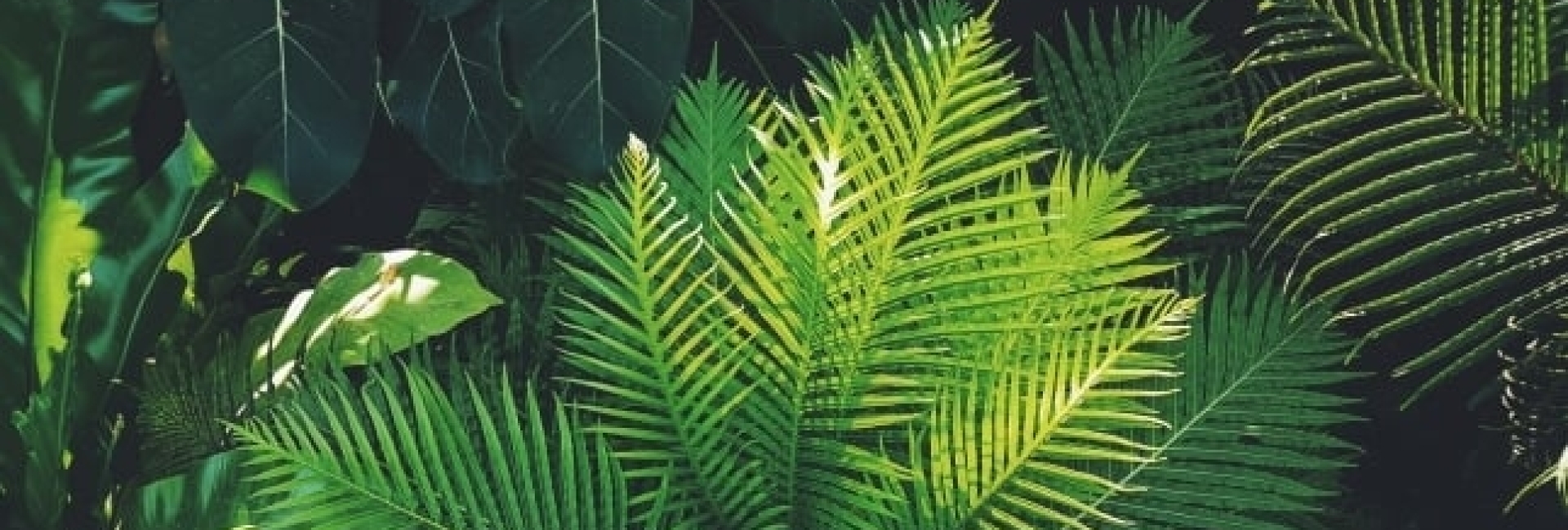 Wat-is-biophilic-design-palmtree