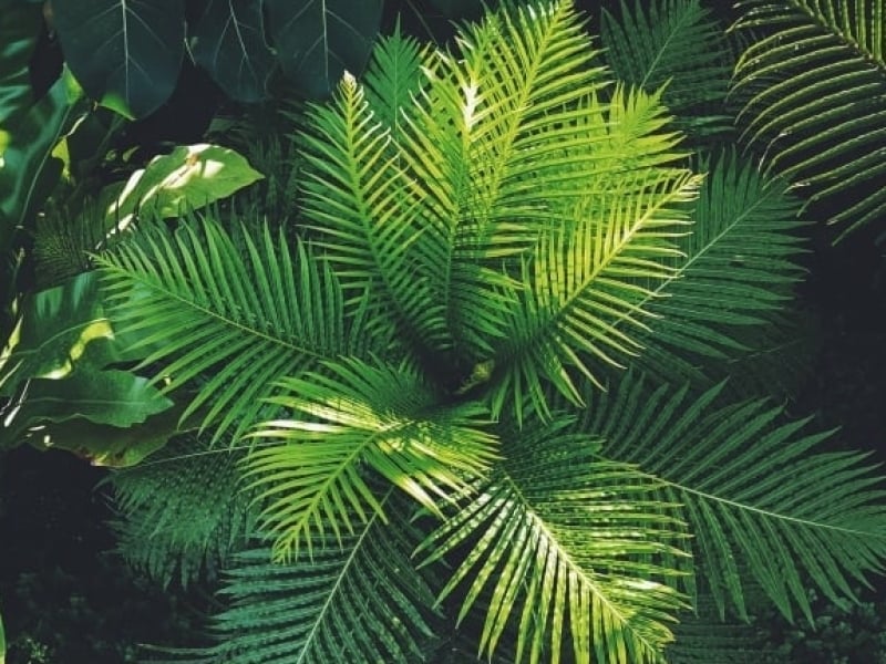 Wat-is-biophilic-design-palmtree