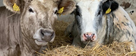 Verandering begint bij bewustwording. Het leven van een kalf afkomstig uit de melkveehouderij.