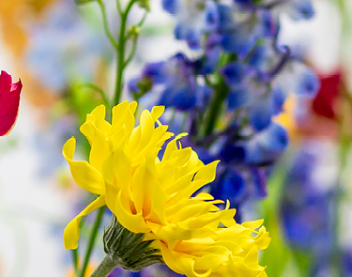 Mooi wat bloemen doen