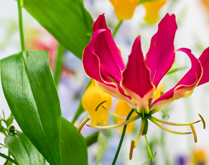Mooi wat bloemen doen