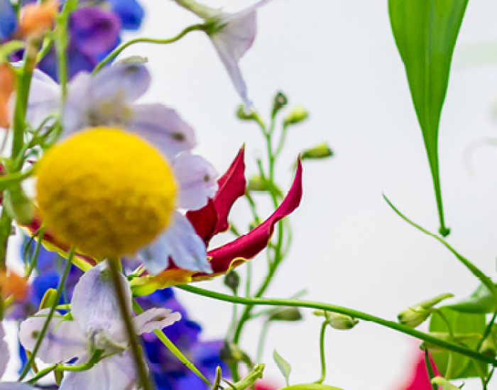 Mooi wat bloemen doen