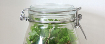 DIY Planten Terrarium Kit, Creëer een Mini Ecosysteem in een Glazen Pot!