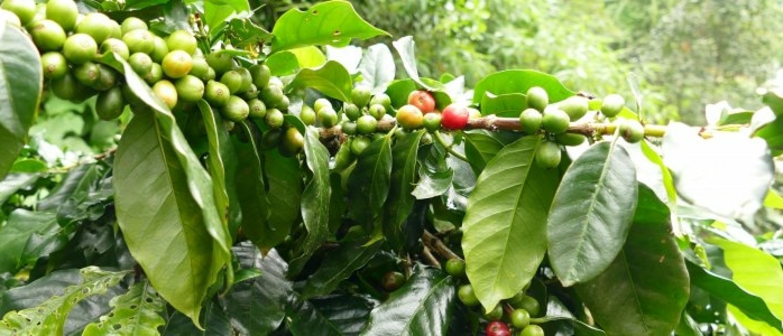Plante de café Arabica