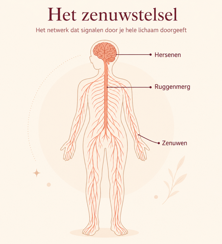 Illustratie van het zenuwstelsel met hersenen, ruggenmerg en zenuwen, als uitleg bij stress, spanning en een lichaam dat constant aan staat.