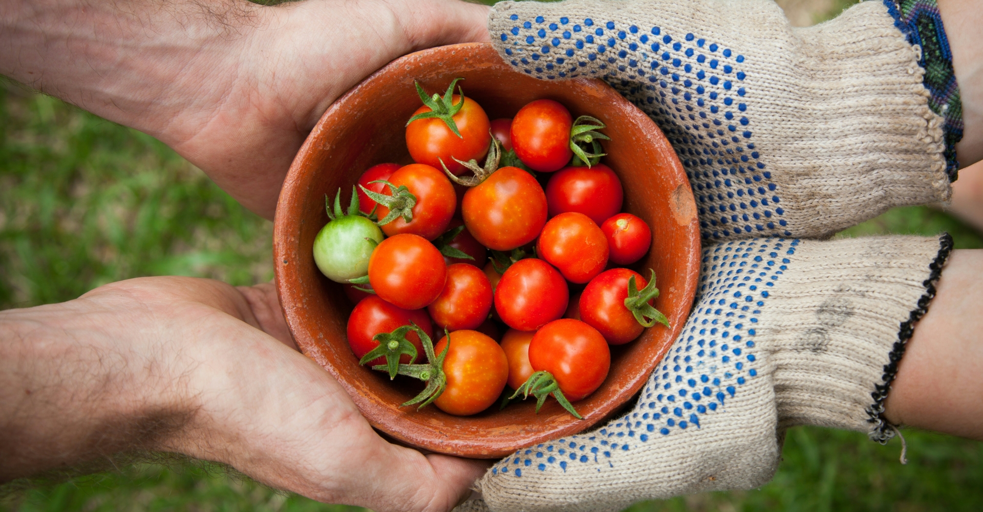 Twee handen houden een schaal met verse tomaten vast