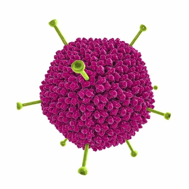 adenovirus-16-m