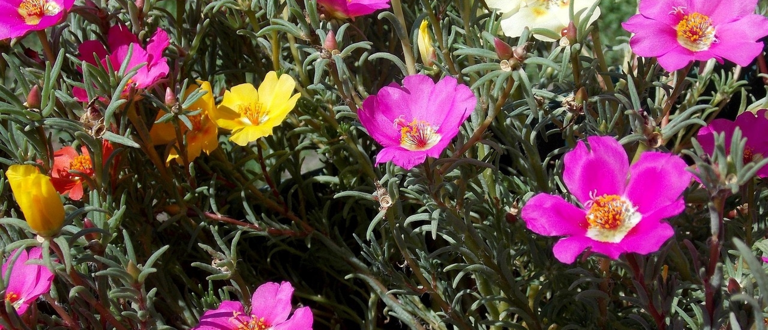 De stille rendementsmaker van je vakantiewoning: je tuin