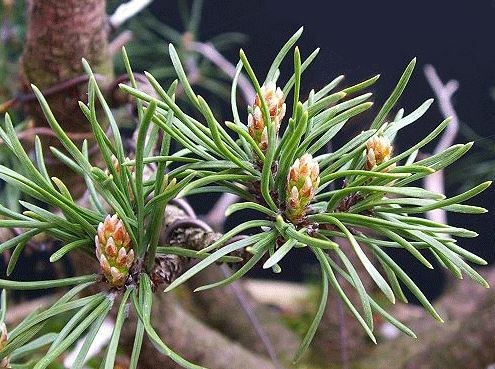 Bonsai Pinus mugo