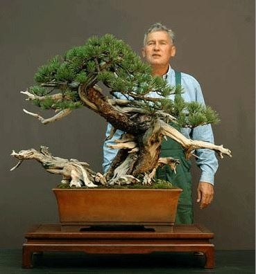 Bonsai Pinus Mugo Walter Pall