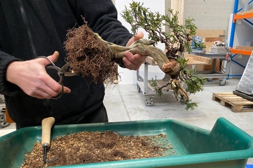 Wanneer kun je het beste een bonsai verpotten?3