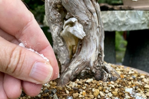 Bonsai bitterzout strooien in oktober