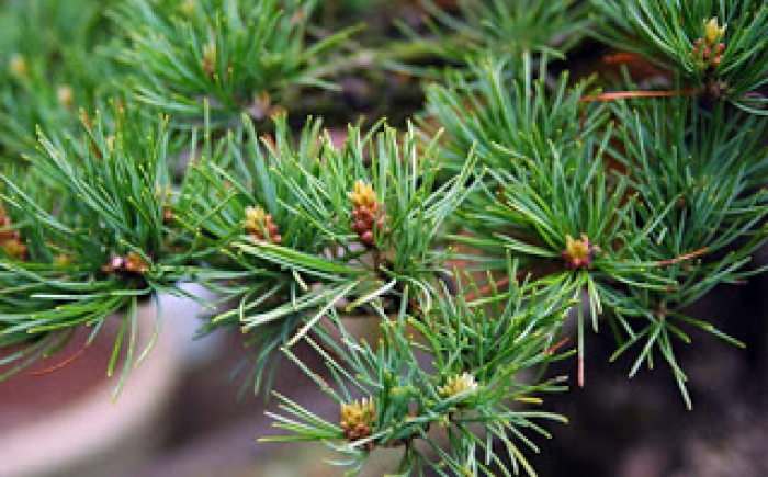 energieverdeling bonsai pinus parviflora4