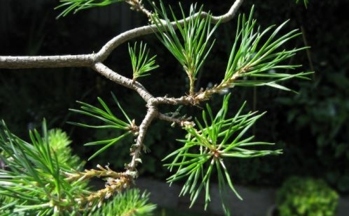 Hoe snoei je een bonsai pinus sylvestris?