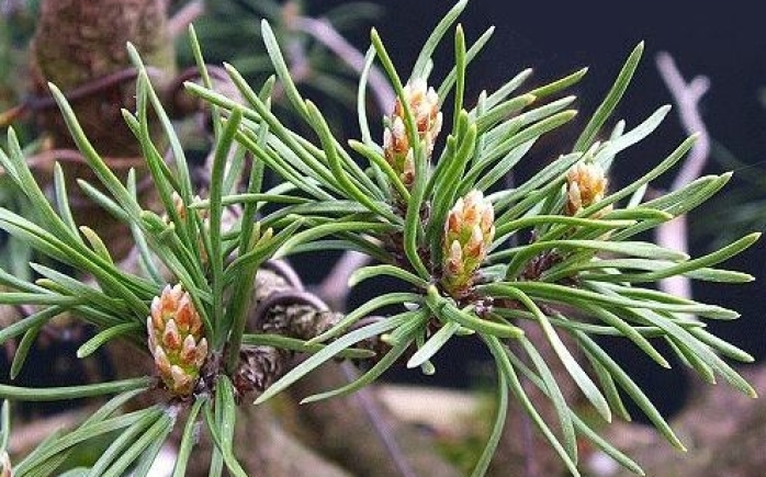 Bonsai Pinus mugo is vaak niet de eerste keuze