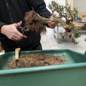 Wanneer kun je het beste een bonsai verpotten?3