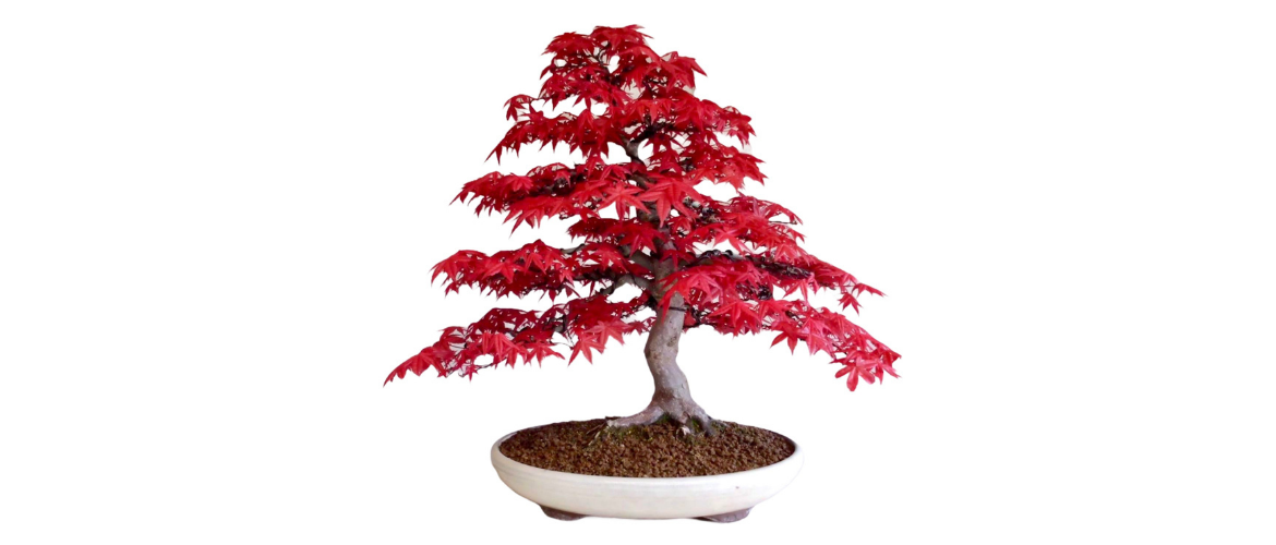 Hoe snoei je een bonsai Acer palmatum?