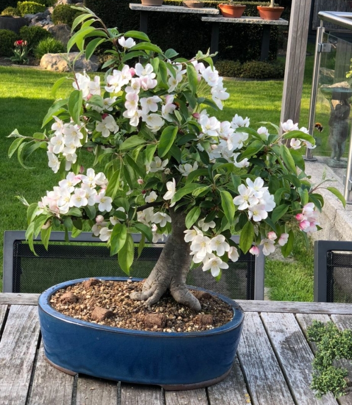 Appel bonsai die mooi in bloei staat