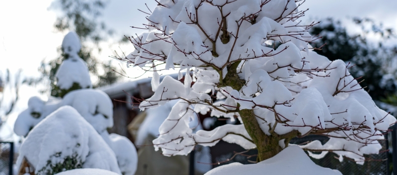 Bescherm je bonsai tegen een pak sneeuw