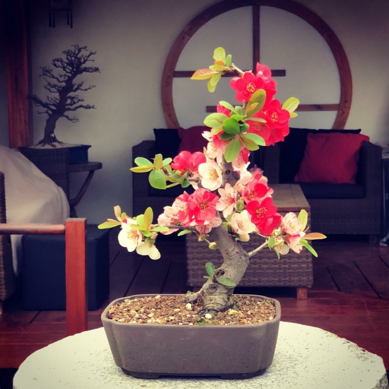 Bonsai bloei in maart