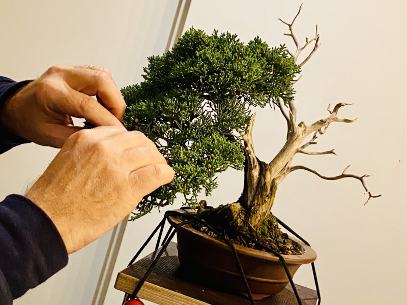 Bonsai Beginners Cursus