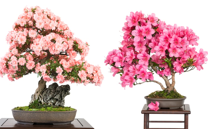 In juni bloeien de Satsuki bonsai