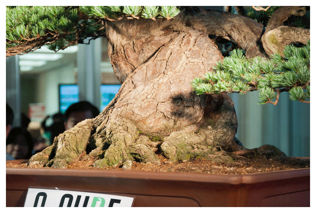 Nedari duurste bonsai boom