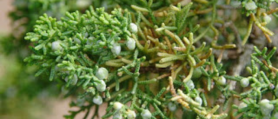 Een Juniperus chinensis snoei je zo