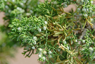 juniperus-chinensis2
