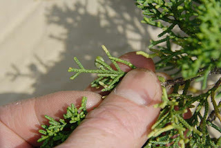 juniperus-chinensis7