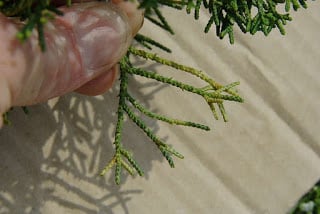 juniperus-chinensis8