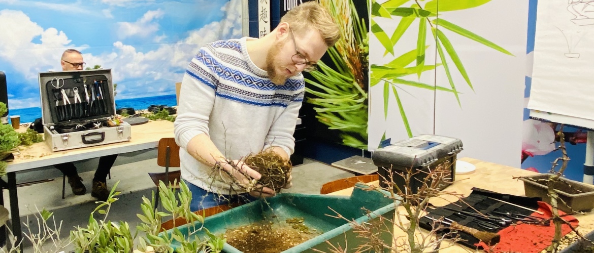 Hoe verpot je een bonsai?