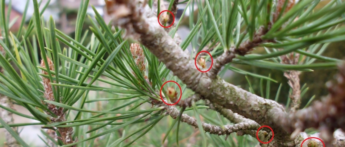 Bonsai Pinus sylvestris: snoeien, nijpen en plukken
