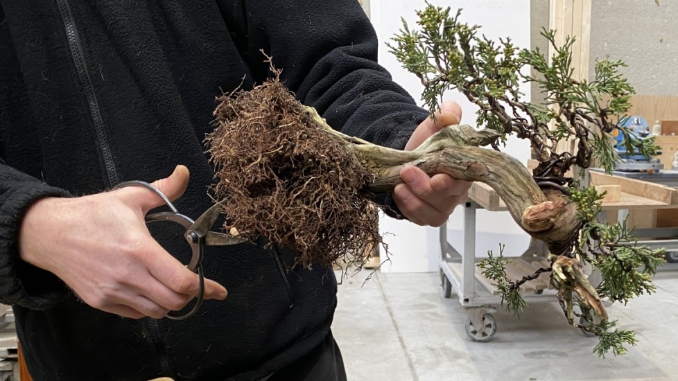 Wanneer bonsai verpotten? En hoe snoei je dan de wortels?