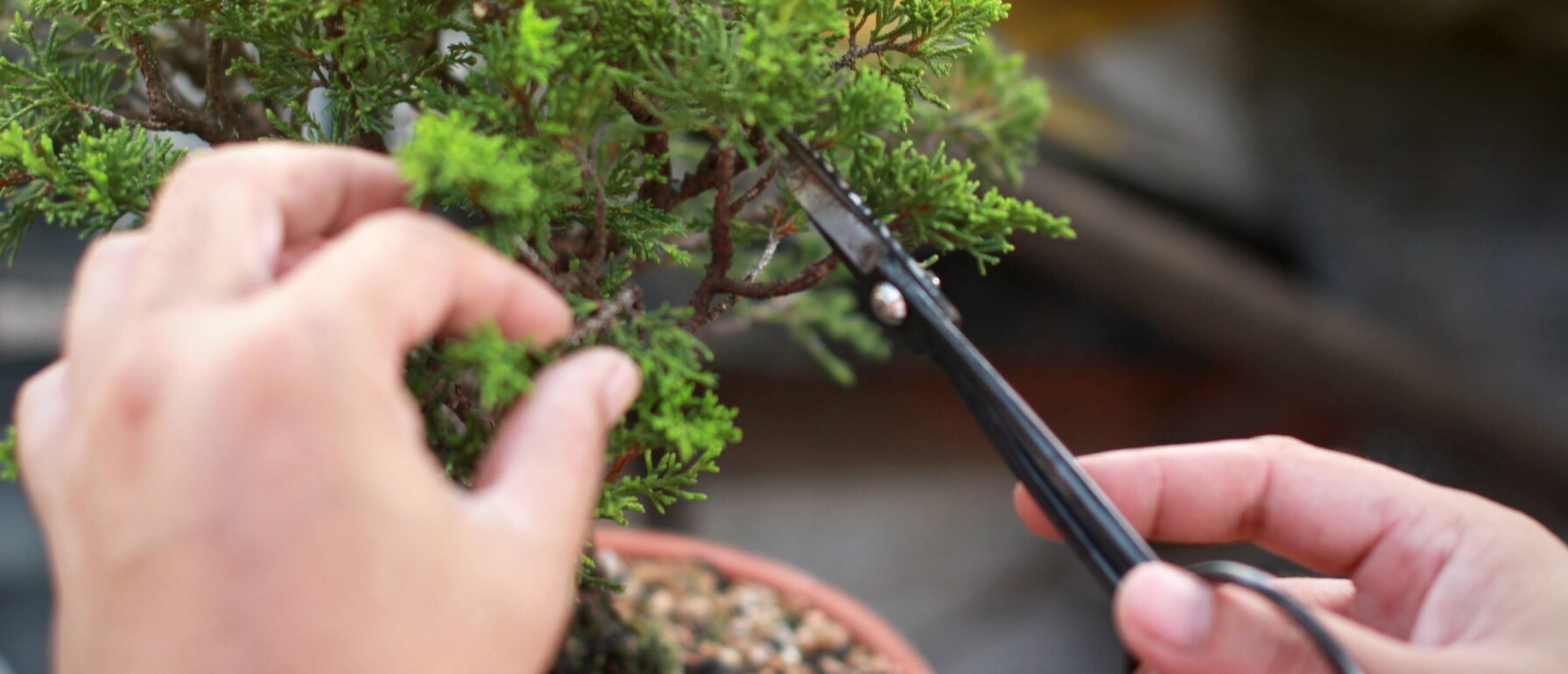 Bonsai boom herfst september Bonsaihobby