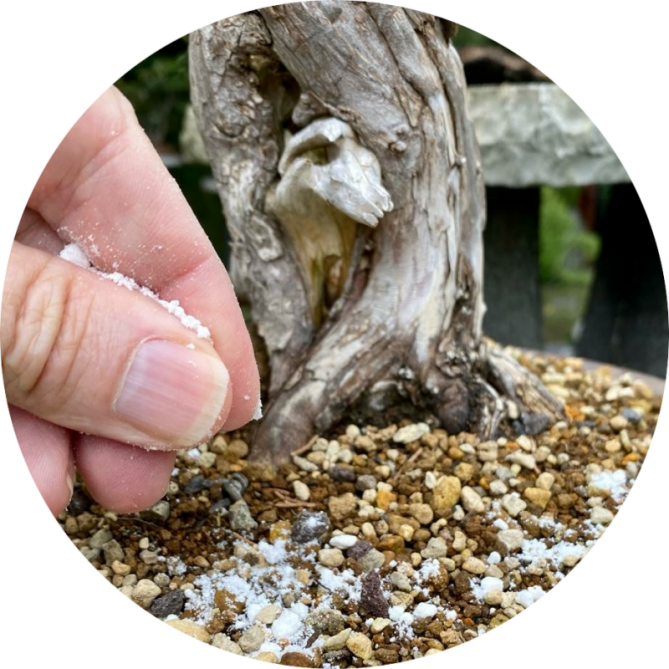 Bonsai boom midden herfst oktober Bonsaihobby