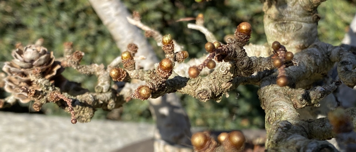 Wanneer is de beste tijd om je bonsai te verpotten?