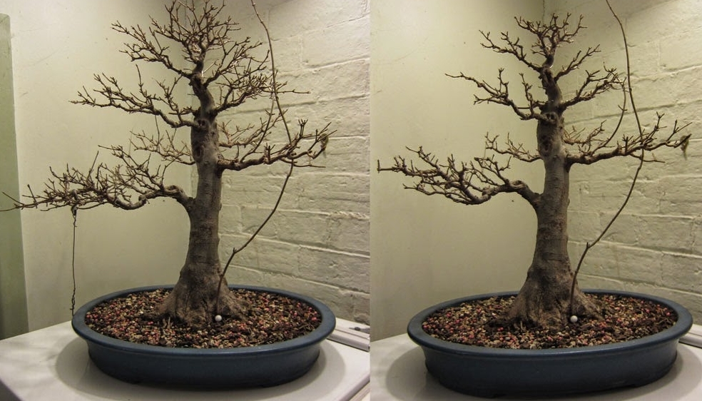 Snoeien bonsai Acer palmatum
