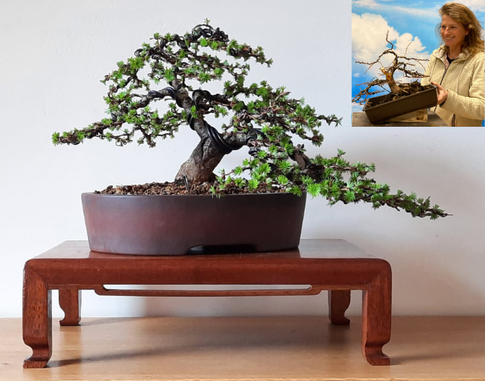Resultaat bonsai workshop