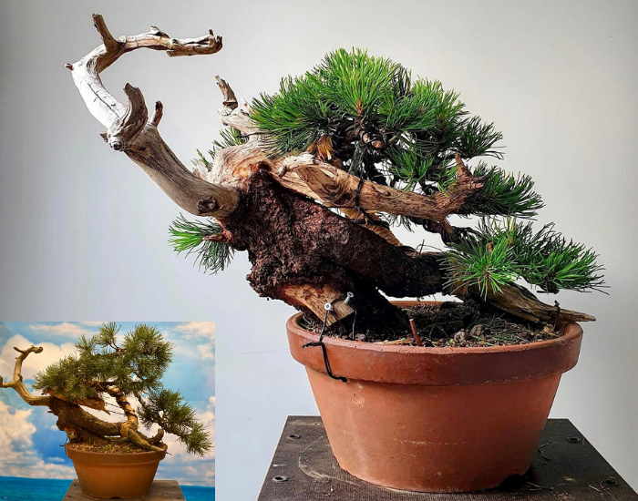Workshop bonsaihobby voor en na