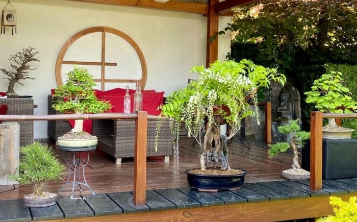 De bste standplaats voor je bonsai in de zomer