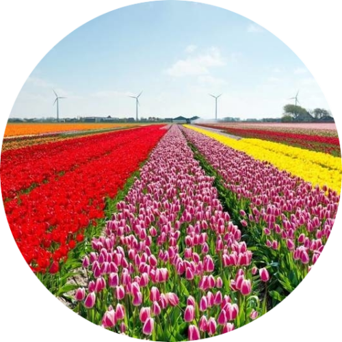 Groepsaccommodatie Noord Holland bloemen