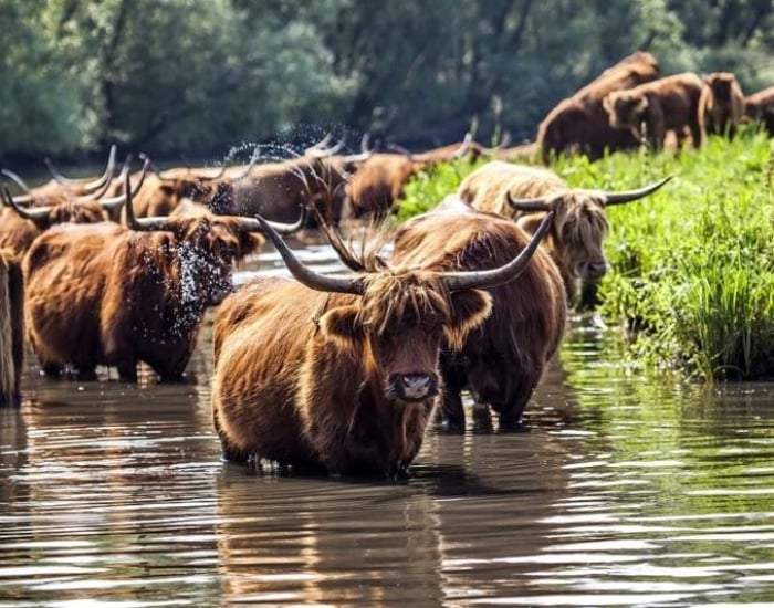 Groepsaccommodatie in Noord-Brabant in de bossen met dieren