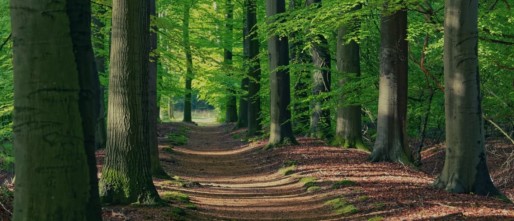 Groepsactiviteiten in de Achterhoek? Dit moet je doen!