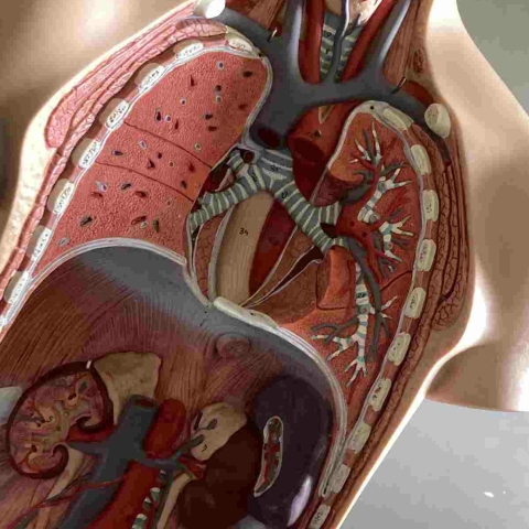 Biochemische processen in het lichaam Biochemische processen in het lichaam