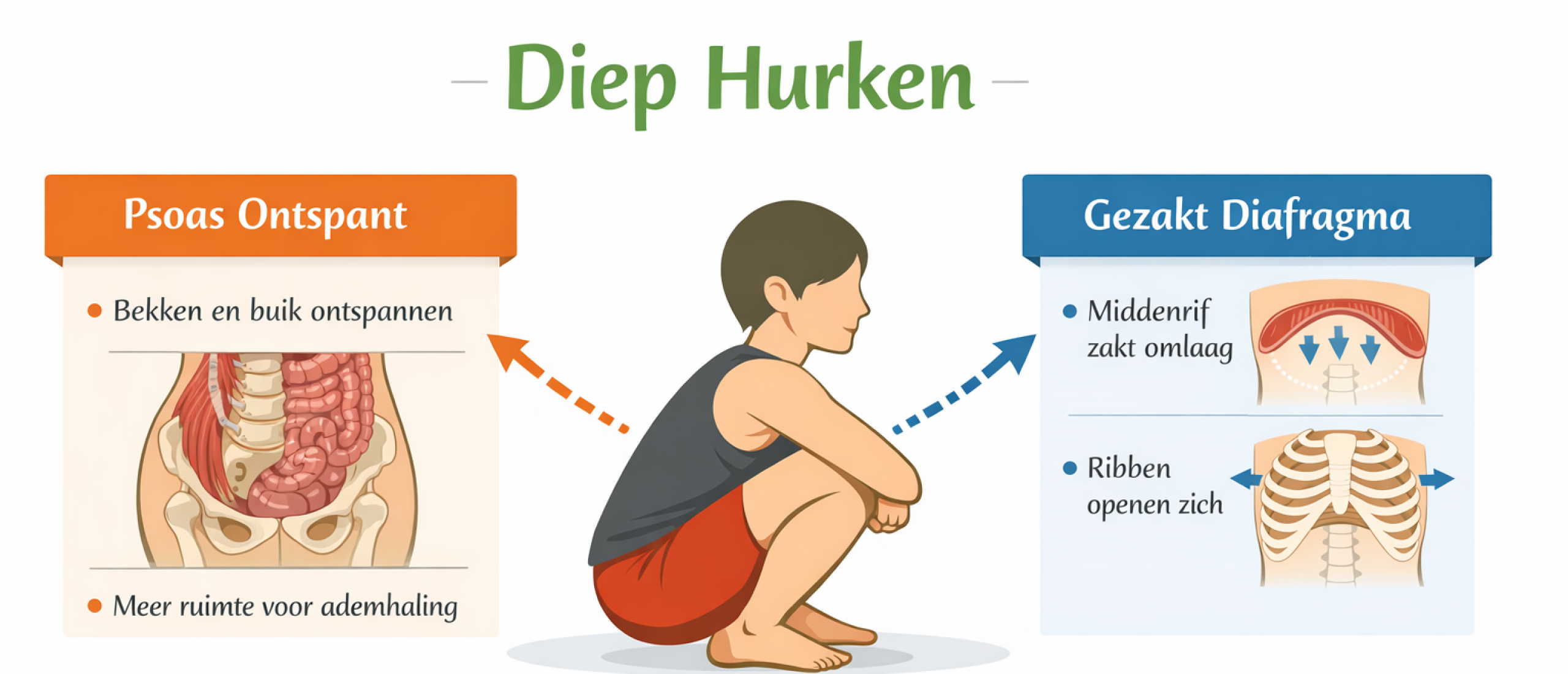 Psoas: diep hurken, ademhaling en ontspanning voor lichaam en geest