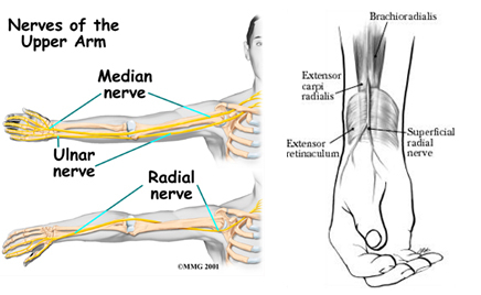 pijn-in-de-onderarm-nervus-medianus-radialis-ulnaris-1