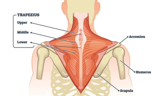 Alles over Trapezius (Monnikskapspier)- behandeling